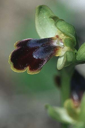 Ophrys persephonae \ Persephone-Ragwurz / Persephons's Bee Orchid, Rhodos,  Epta Piges 20.3.2005 