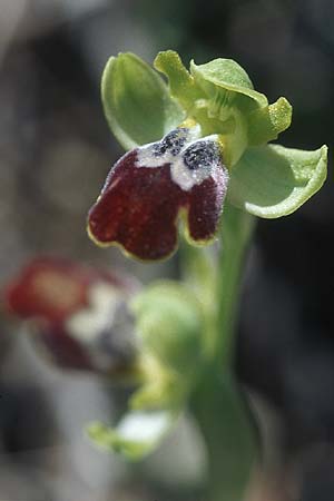 Ophrys eptapigiensis \ Sieben-Quellen-Ragwurz / Seven-Sources Bee Orchid, Rhodos,  Epta Piges 20.3.2005 