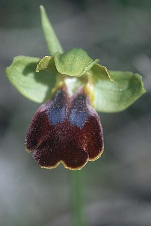 Ophrys eptapigiensis \ Sieben-Quellen-Ragwurz, Rhodos,  Epta Piges 20.3.2005 