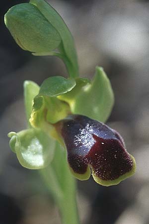 Ophrys persephonae \ Persephone-Ragwurz / Persephons's Bee Orchid, Rhodos,  Epta Piges 20.3.2005 