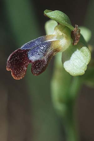 Ophrys eptapigiensis \ Sieben-Quellen-Ragwurz, Rhodos,  Laerma 24.3.2005 