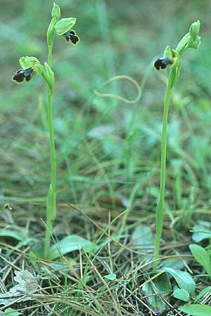 Ophrys eptapigiensis \ Sieben-Quellen-Ragwurz (rechts), Rhodos,  Apollona 24.3.2005 