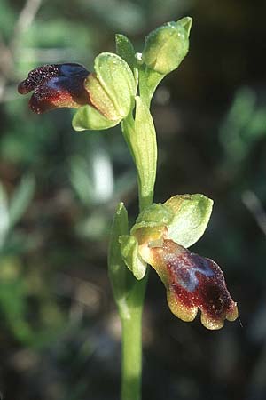 Ophrys persephonae \ Persephone-Ragwurz / Persephons's Bee Orchid, Rhodos,  Haraki 26.3.2005 