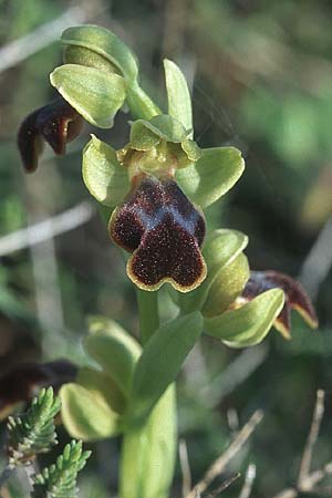 Ophrys persephonae \ Persephone-Ragwurz, Rhodos,  Haraki 26.3.2005 