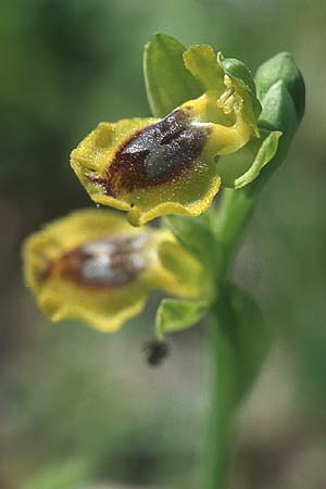 Ophrys phryganae \ Phrygana-Ragwurz / Phrygana Bee Orchid, Rhodos,  Lahania 25.3.2005 