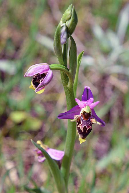 Ophrys polyxo \ Polyxo-Ragwurz / Polyxo Orchid, Rhodos,  Gennadi 22.3.2019 (Photo: Christian Schlomann)