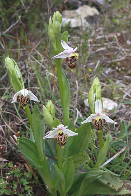 Ophrys polyxo \ Polyxo-Ragwurz / Polyxo Orchid, Rhodos,  Lardos - Laerma 1.4.2009 (Photo: Jan & Liesbeth Essink)