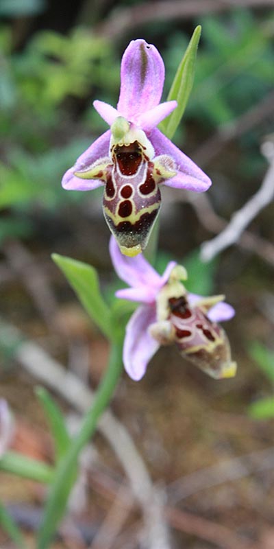 Ophrys polyxo \ Polyxo-Ragwurz, Rhodos,  Stellies 23.4.2009 (Photo: Jan & Liesbeth Essink)