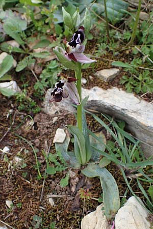 Ophrys reinholdii \ Reinholds Ragwurz, Rhodos,  Attaviros 24.3.2023 