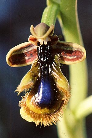 Ophrys regis-ferdinandii x speculum subsp. orientalis, Rhodos,  Hohlakas 15.3.2007 (Photo: Jan & Liesbeth Essink)