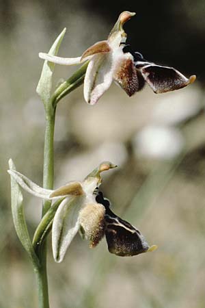 Ophrys reinholdii \ Reinholds Ragwurz, Rhodos,  Embona 27.4.1987 