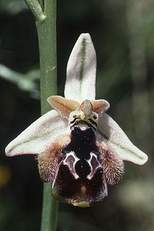 Ophrys reinholdii / Reinhold's Bee Orchid, Rhodos,  Embona 27.4.1987 