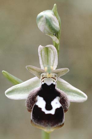 Ophrys reinholdii \ Reinholds Ragwurz, Rhodos,  Protitis Ilias 3.5.1987 