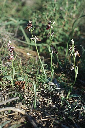 Ophrys reinholdii / Reinhold's Bee Orchid, Rhodos,  Lardos 23.3.2005 