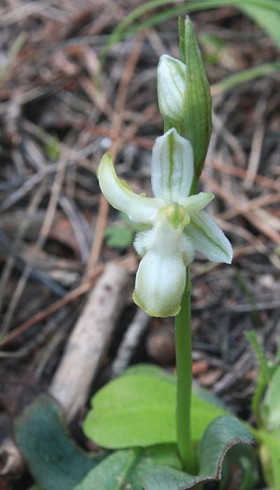 Ophrys reinholdii farbvariante_color-variant / Reinhold's Bee Orchid, Rhodos,  Profitis Ilias 17.4.2009 (Photo: Jan & Liesbeth Essink)