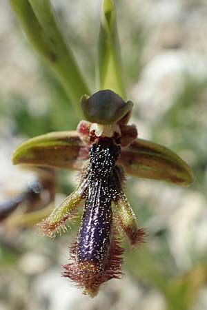 Ophrys regis-ferdinandii \ König-Ferdinand-Ragwurz, Rhodos,  Laerma 24.3.2019 
