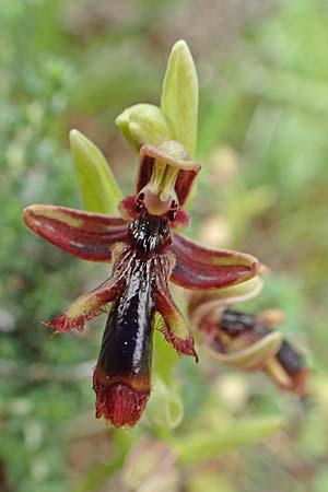 Ophrys regis-ferdinandii \ König-Ferdinand-Ragwurz, Rhodos,  Tsambika 30.3.2019 