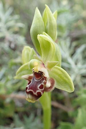 Ophrys rhodia \ Rhodos-Nabel-Ragwurz, Rhodos,  Kallithea Terme 4.4.2019 