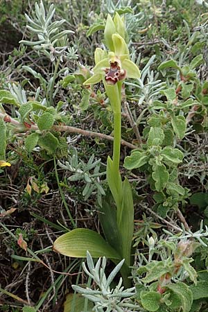 Ophrys rhodia \ Rhodos-Nabel-Ragwurz, Rhodos,  Kallithea Terme 4.4.2019 