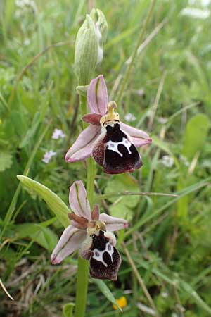 Ophrys reinholdii / Reinhold's Bee Orchid, Rhodos,  Profilia 5.4.2019 