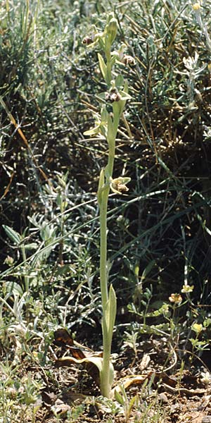 Ophrys rhodia \ Rhodos-Nabel-Ragwurz / Rhodian Bee Orchid, Rhodos,  Kallithea Terme 25.4.1987 