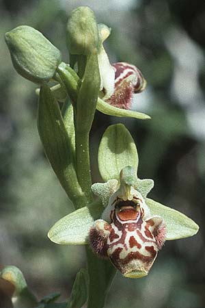 Ophrys rhodia / Rhodian Bee Orchid, Rhodos,  Kallithea Terme 25.4.1987 