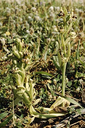 Ophrys rhodia / Rhodian Bee Orchid, Rhodos,  Rhodini Park 26.4.1987 