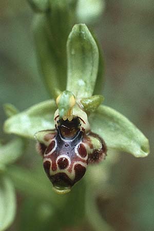 Ophrys rhodia \ Rhodos-Nabel-Ragwurz, Rhodos,  Profitis Ilias 29.4.1987 