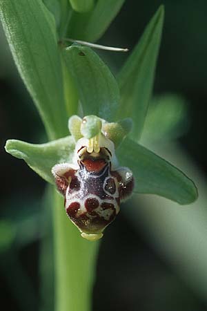 Ophrys rhodia \ Rhodos-Nabel-Ragwurz / Rhodian Bee Orchid, Rhodos,  Lindos 22.3.2005 