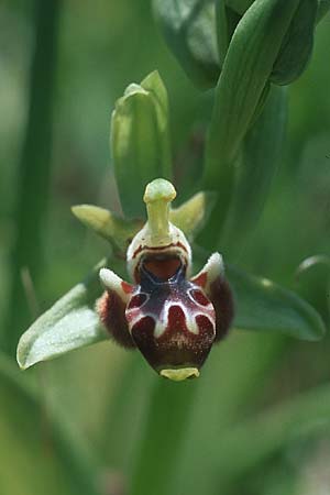 Ophrys rhodia / Rhodian Bee Orchid, Rhodos,  Kattavia 25.3.2005 