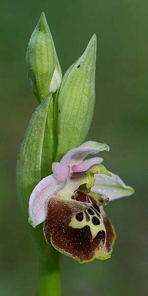 Ophrys saliarisii \ Saliaris-Ragwurz / Saliaris Orchid, Rhodos,  Apollona 2.4.2013 (Photo: Helmut Presser)