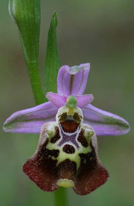 Ophrys saliarisii \ Saliaris-Ragwurz, Rhodos,  Apollona 2.4.2013 (Photo: Helmut Presser)