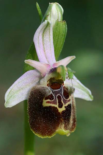Ophrys saliarisii \ Saliaris-Ragwurz / Saliaris Orchid, Rhodos,  Apollona 2.4.2013 (Photo: Helmut Presser)
