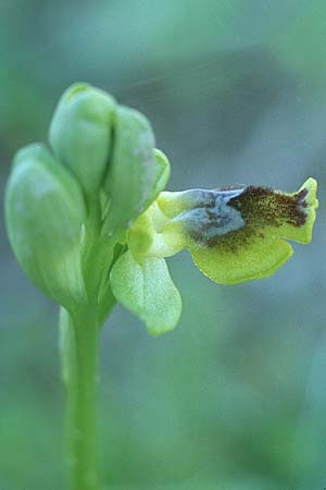 Ophrys sicula \ Kleine Gelbe Ragwurz / Sicilian Bee Orchid, Rhodos,  Lardos 19.3.2005 