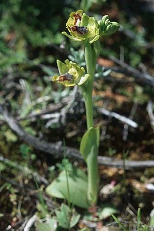 Ophrys sicula \ Kleine Gelbe Ragwurz / Sicilian Bee Orchid, Rhodos,  Lindos 22.3.2005 