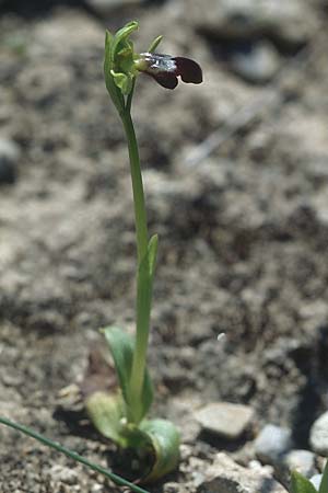 Ophrys sitiaca \ Sitia-Ragwurz / Sitia Bee Orchid, Rhodos,  Kattavia 21.3.2005 