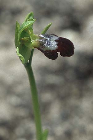 Ophrys sitiaca \ Sitia-Ragwurz / Sitia Bee Orchid, Rhodos,  Kattavia 21.3.2005 