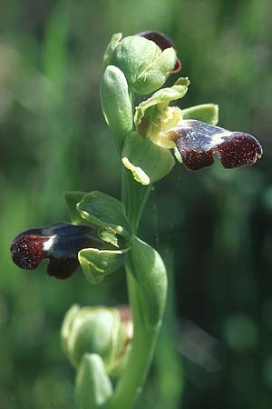 Ophrys sitiaca \ Sitia-Ragwurz / Sitia Bee Orchid, Rhodos,  Kattavia 23.3.2005 