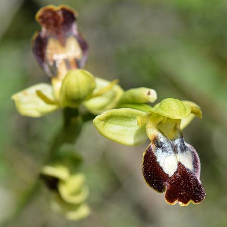 Ophrys sitiaca \ Sitia-Ragwurz / Sitia Bee Orchid, Rhodos,  Embona 21.3.2019 (Photo: Christian Schlomann)