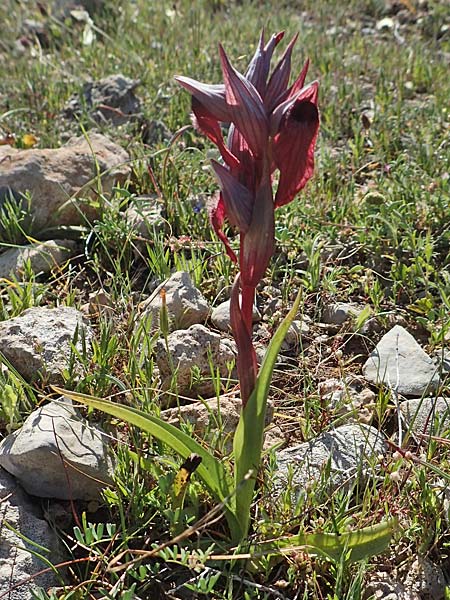 Serapias orientalis subsp. carica \ Karischer Zungenständel / Carian Serapias, Rhodos,  Prasonisi 26.3.2019 