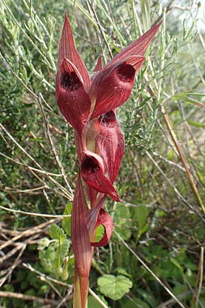 Serapias orientalis subsp. carica \ Karischer Zungenständel / Carian Serapias, Rhodos,  Gennadi 1.4.2019 
