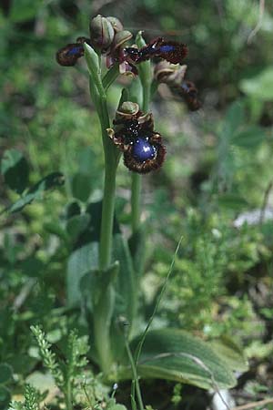 Ophrys speculum subsp. orientalis \ Östliche Spiegel-Ragwurz / Eastern Mirror Orchid, Rhodos,  Lardos 19.3.2005 
