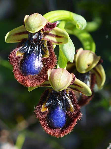 Ophrys speculum subsp. orientalis \ Östliche Spiegel-Ragwurz, Rhodos,  Kamiros 18.3.2019 (Photo: Christian Schlomann)