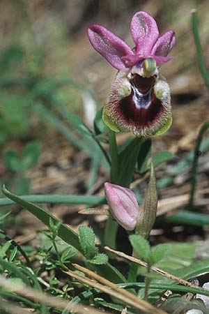 Ophrys leochroma \ Östliche Wespen-Ragwurz, Rhodos,  Epta Piges 20.3.2005 