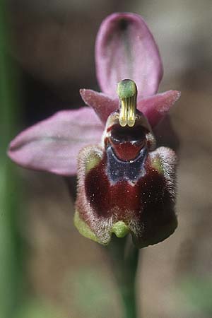 Ophrys leochroma \ Östliche Wespen-Ragwurz / Lion-Maned Orchid, Rhodos,  Epta Piges 20.3.2005 