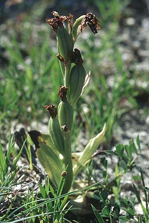 Ophrys tenthredinifera subsp. villosa \ Östliche Wespen-Ragwurz / Eastern Sawfly Orchid (Samenstand / seed stem), Rhodos,  Kattavia 23.3.2005 