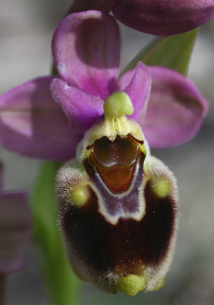 Ophrys tenthredinifera subsp. villosa \ Östliche Wespen-Ragwurz / Eastern Sawfly Orchid, Rhodos,  Kolymbia 6.3.2011 (Photo: Helmut Presser)