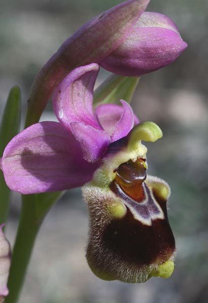 Ophrys tenthredinifera subsp. villosa \ Östliche Wespen-Ragwurz / Eastern Sawfly Orchid, Rhodos,  Kolymbia 6.3.2011 (Photo: Helmut Presser)