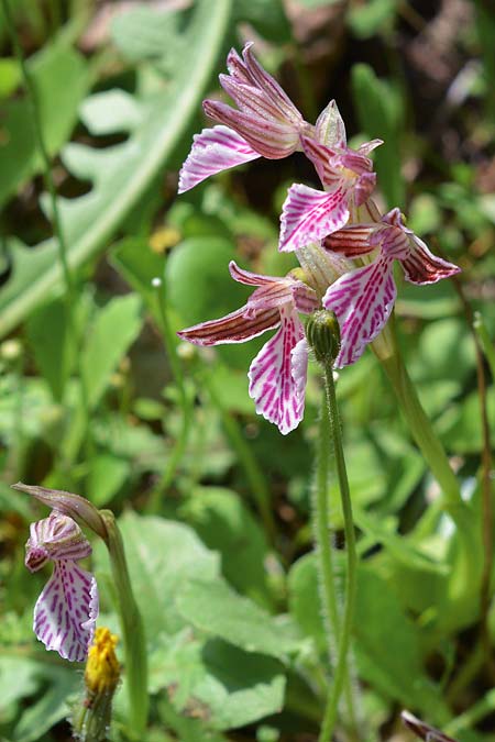 Anacamptis papilionacea subsp. thaliae \ Thalia-Schmetterlings-Knabenkraut / Thalia Butterfly Orchid, Rhodos,  Psinthos 23.3.2019 (Photo: Christian Schlomann)