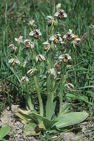 Ophrys umbilicata \ Nabel-Ragwurz / Carmel Bee Orchid, Rhodos,  Kattavia 25.3.2005 